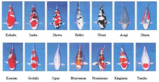 Koi Fish Chart